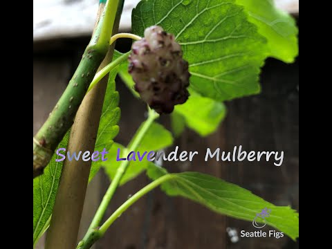 Sweet Lavender Mulberry PNW Gardening
