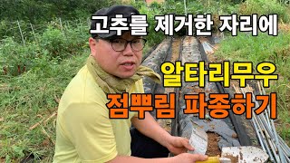 장마로 폭망한 고추밭 두둑에 알타리 무우 점뿌리기로 파종하기