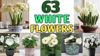 Download lagu 63 Best White Flower Plants for Container and Garden | White Flower Plant Types | Plant and Planting mp3 Download lagu 63 Best White Flower Plants for Container and Garden | White Flower Plant Types | Plant and Planting mp3