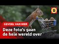 Eekhoorn met winkelwagentje gaat viral | Omroep Brabant