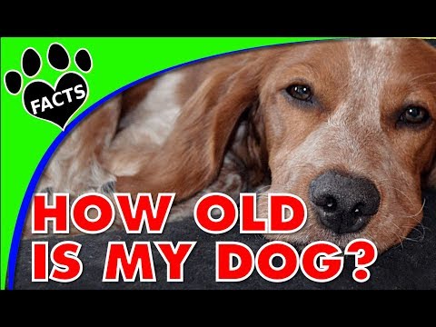 Dog Years: How to Determine Your Dog's Age