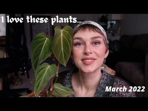 Favourite Houseplants + Plant Supplies of March 🌿 (hoya, philodendron, monstera, alocasia)