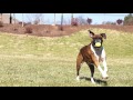 PetSafe Automatic Ball Launcher automatinis kamuoliukų mėtymo prietaisas šunims