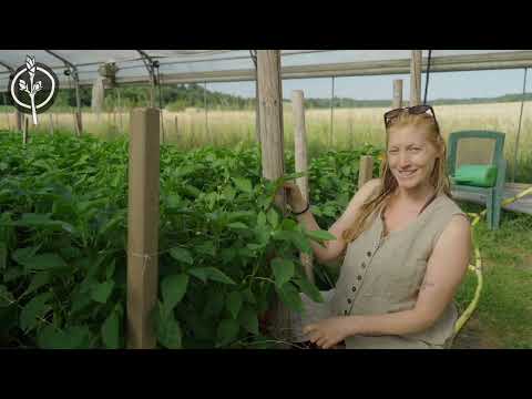 Die Zukunftsbauern - Tour im Juli durch die Gewächshäuser unseres Market Gardens (Teil 1)