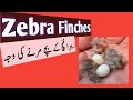 zebra finches babies dying reason dying baby of zebra finch زیبرا فنچ کے بچے مرنے کی وجہ