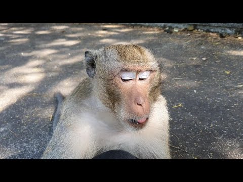 PANGO monkey is not scaring me, big leader monkey PANGO try check food in my pocket