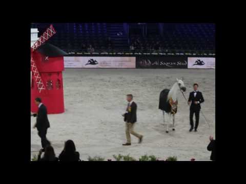 Platinum Female Champion - 2016 - CR Jasmeenah