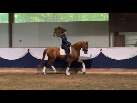 Oldenburg gelding 2020 by Bon Vivaldi