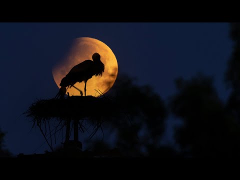 Weißstorchbrut Niederdorla / Vogtei - Thüringen