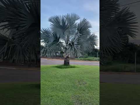 Itanhanga Mt #pordosol #natureza #caminhada