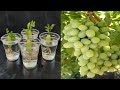 Simple method propagate grape tree with water, growing grape tree at home|बढ़ता हुआ अंगूर क