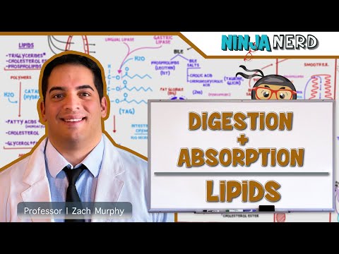 Gastrointestinal | Digestion & Absorption of Lipids