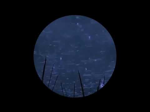 paluma sound - what u want