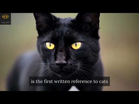 The Witch Who Became a Cat: Origin of the Nine Lives Myth