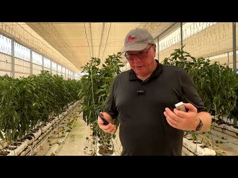 Managing 43C and 11% RH outside inside the retractable cooling house for peppers and tomatoes.