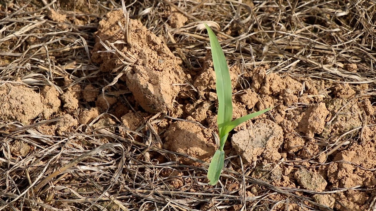 O COMBATE PREVENTIVO A CIGARRINHA DO MILHO!