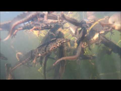 Techno Newts - Aqua Grooving - Sound On!