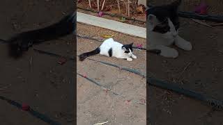 Download lagu Playing with my cat #cat #cute #kitten mp3