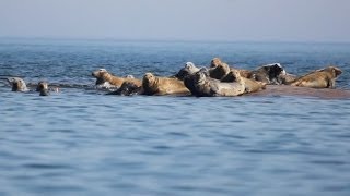preview picture of video 'Wildlife Moment #6 - Grey seals'