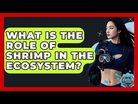 What Is The Role Of Shrimp In The Ecosystem? - The Marine Life Explorer