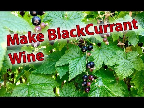 download lagu mp3 mp4 Apple And Blackcurrant Wine Recipe, download lagu Apple And Blackcurrant Wine Recipe gratis, unduh video klip Apple And Blackcurrant Wine Recipe