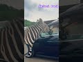 Lovely Safari Park Animals Zebra