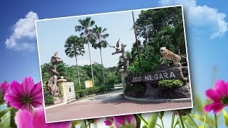 preview picture of video 'Zoo Negara Kuala Lumpur'