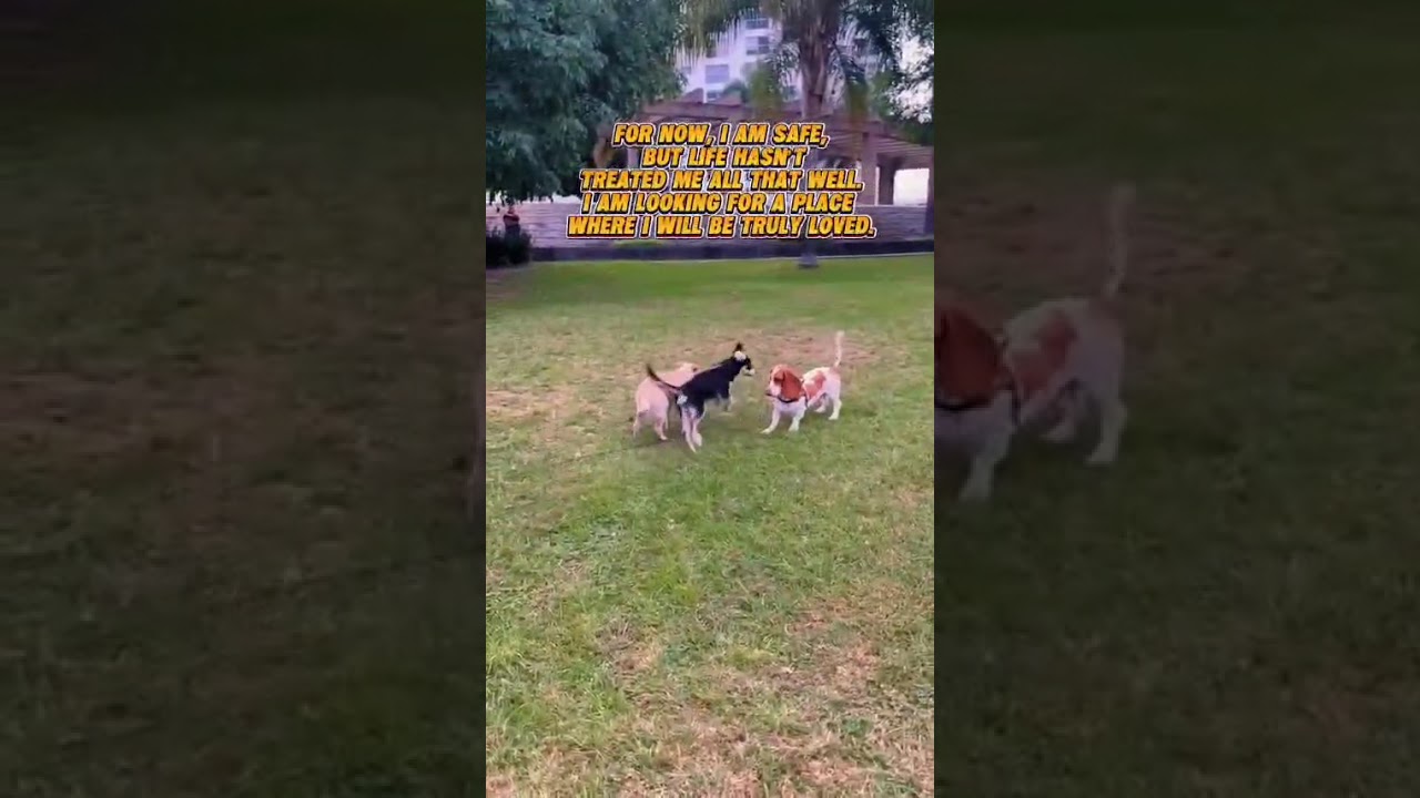 Enlarge Brooklyn, a Adoptable mixed breed in Gig Harbor, WA video 6/6