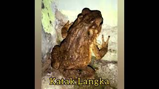 Katak Raksasa yang langka - Kodok Bangkong besar(Rare giant frog, big bangkong frog)