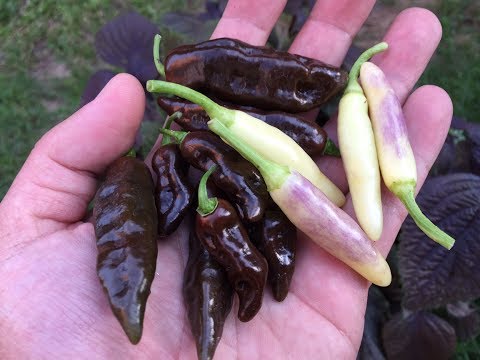 2017 Super Hot Peppers Growing Season - Ep. 07 - Time to Fertilize