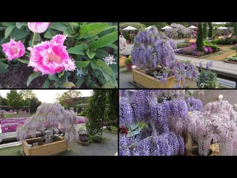 download lagu mp3 mp4 Usubenifuji, download mp3 Usubenifuji free download mp3, download mp3 Usubenifuji