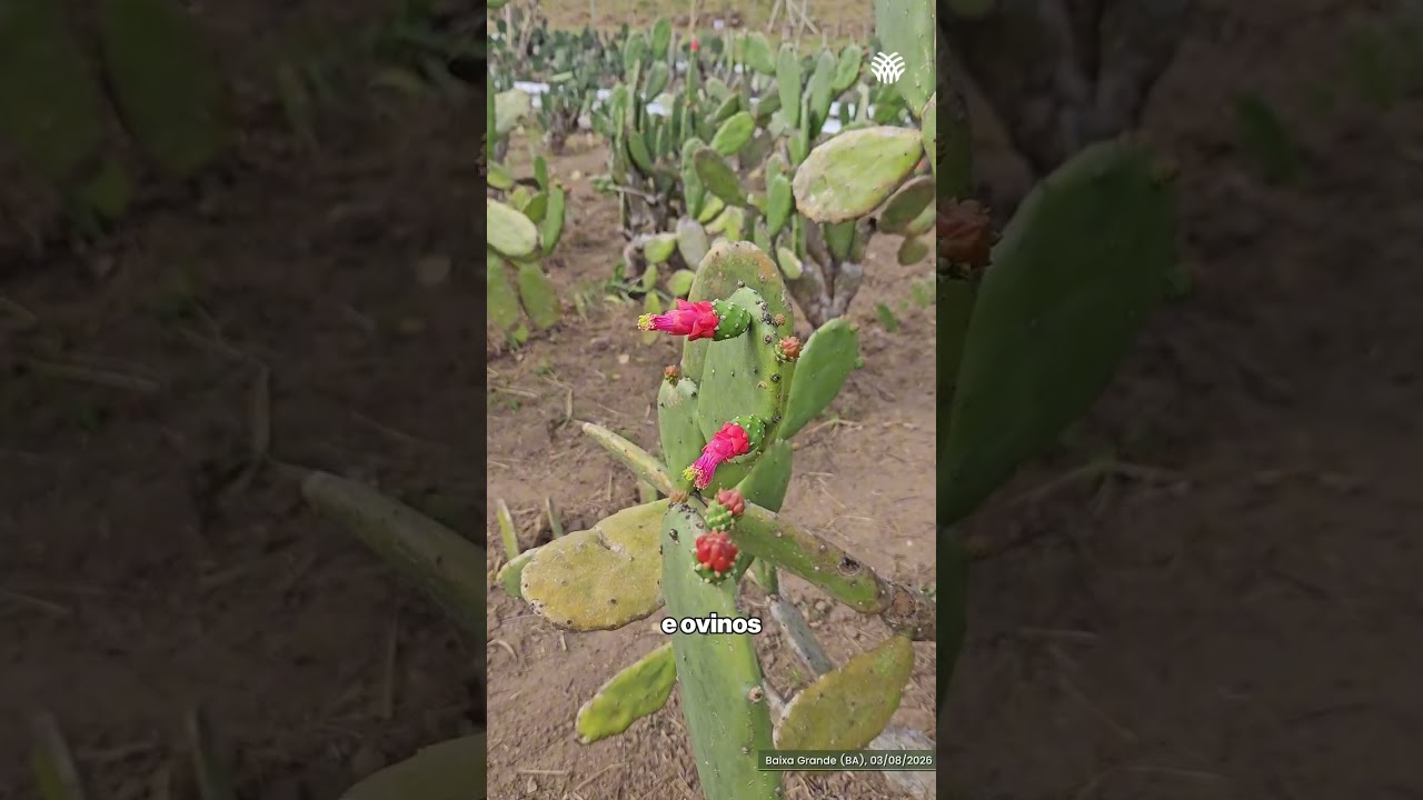 🌱 Baixa Grande (BA) recebeu a primeira etapa do Rally Forrageiras para o Semiárido.