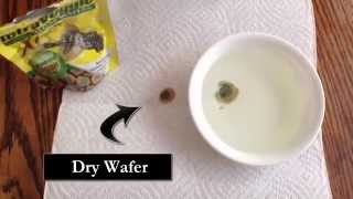 Fish Swim Bladder Problems - Possible Cause and Treatment