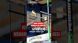 Download lagu KENARI MENARI‼️ SENGKETA DEKAGUS PERISAI CANARY BALI #kenarigacor mp3