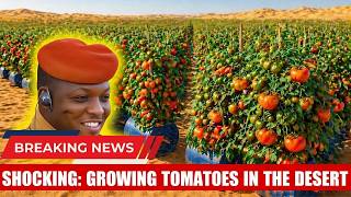 President Ibrahim Traoré's Giant Tomato Farm: The Tomato Growing Process in the Burkina Faso Desert