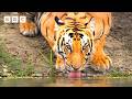 Bengal Tiger Mum S Fierce Hunt To Feed Her Family Asia BBC
