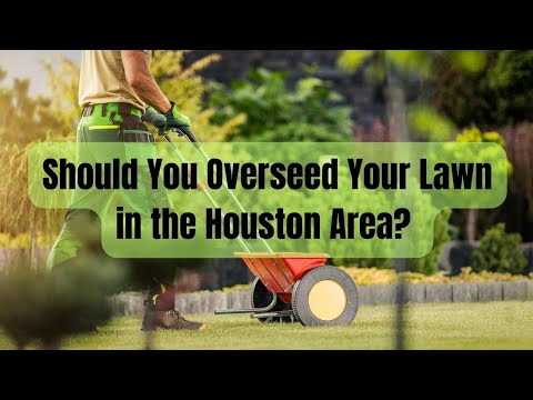 Should I Overseed My Lawn in the Houston Area?