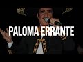 Vicente Fernández - Paloma Errante (Letra/Lyrics)