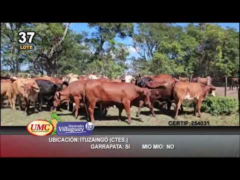 Lote 64 Novillos en Ituzaingó, Corrientes