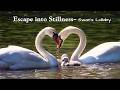 Swan Lake Sleep Ambience: Silent Affirmations & Poetic Overlay (3 Hours)