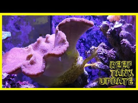 REEF TANK CASUALTIES! UPDATES!