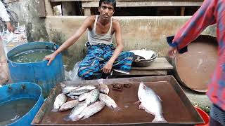 \\"মা ইলিশ সংরক্ষণ অভিযান-২০১৮\\" উপলক্ষে মাছ বাজার অভিযান পরিচালনা, চাটখিল, নোয়াখালী।