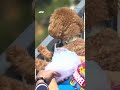 This Dog Just Loves F1! ? #Shorts