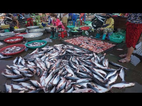 Morning Fish Market Scene @Prek Phnov - Plenty Alive Fish, Dry Fish & Seafood at Phsa Trey PrekPhnov