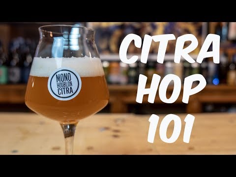 What are Citra Hops?