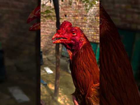 Fighter Aseel 🔥🔥 #aseelmurga #shorts #aseelfighters #rooster