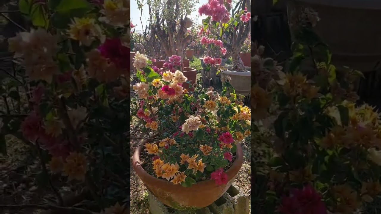 Bougainvillea Part 32