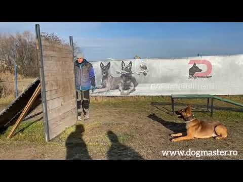 Dogmaster dresaj canin - DIEGO 13 luni