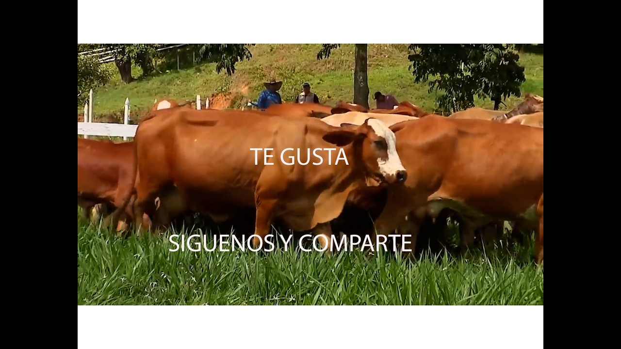 GANADERÍA SAN LUCAS SIMMENTAL   F1   SIMBRAH   GYR   GYROLANDO   MACEO   ANTIOQUIA CAP2