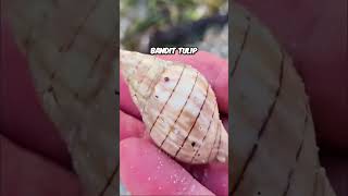 Shelling the Ten Thousand Islands π΄ #seashell #beach #florida